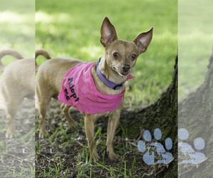 Chihuahua Dogs for adoption in Royse City, TX, USA