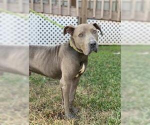 American Pit Bull Terrier Dogs for adoption in Sugar Land, TX, USA