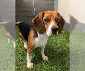 Beagle Dogs for adoption in Flower Mound, TX, USA