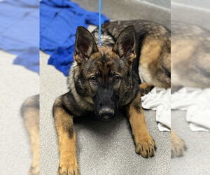 German Shepherd Dog-Unknown Mix Dogs for adoption in Las Vegas, NV, USA