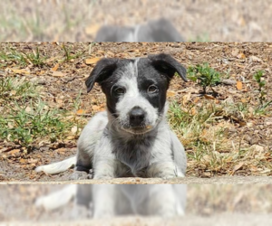 Mutt Dogs for adoption in Tampa, FL, USA