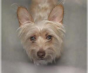 Norwich Terrier Dogs for adoption in Modesto, CA, USA