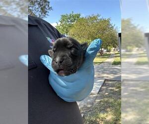 Labrador Retriever-Unknown Mix Dogs for adoption in Houston, TX, USA