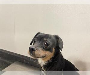 Chihuahua-Unknown Mix Dogs for adoption in Bakersfield, CA, USA