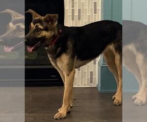 German Shepherd Dog Dogs for adoption in Euless, TX, USA