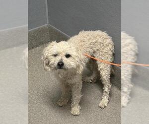 Poodle (Miniature)-Unknown Mix Dogs for adoption in Las Vegas, NV, USA