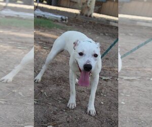 Boxer Dogs for adoption in El Centro, CA, USA
