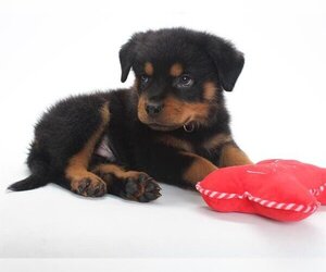 Rottweiler Dogs for adoption in Burbank, CA, USA