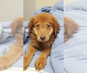 Golden Shepherd Dogs for adoption in SHERBURNE, NY, USA