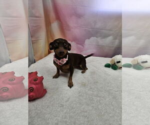 Chiweenie Dogs for adoption in Metairie, LA, USA
