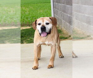 Boxer-Unknown Mix Dogs for adoption in Evansville, IN, USA