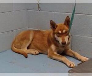 Siberian Husky Dogs for adoption in Moreno Valley, CA, USA