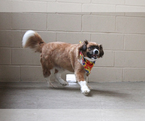 Australian Retriever Dogs for adoption in McKinney, TX, USA