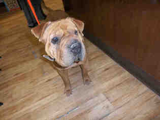 Chinese Shar-Pei Dogs for adoption in Pearland, TX, USA
