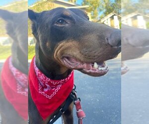 Doberman Pinscher Dogs for adoption in Santa Barbara, CA, USA