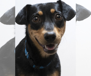 Dorgi Dogs for adoption in Eden Prairie, MN, USA