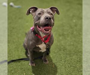 Mutt Dogs for adoption in Las Vegas, NV, USA