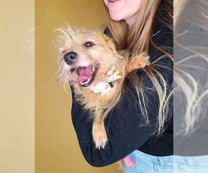 Mutt Dogs for adoption in Ogden, UT, USA