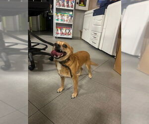 Chihuahua-Unknown Mix Dogs for adoption in Rancho Cucamonga, CA, USA