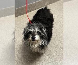Mutt Dogs for adoption in Las Vegas, NV, USA