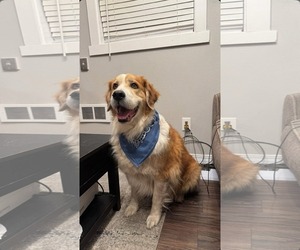 Great Pyrenees Dogs for adoption in Bountiful, UT, USA