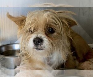 Cairn Terrier Dogs for adoption in San Bernardino, CA, USA