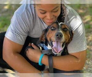 Treeing Walker Coonhound Dogs for adoption in Tallahassee, FL, USA