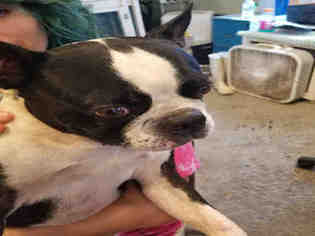 Boston Terrier Dogs for adoption in Fort Walton Beach, FL, USA