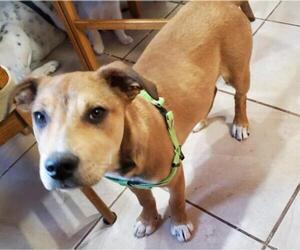 American Pit Bull Terrier-German Shepherd Dog Mix Dogs for adoption in Laramie, WY, USA