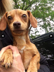 Chiweenie Dogs for adoption in Westwood, NJ, USA