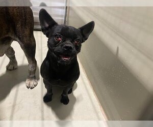 French Bulldog Dogs for adoption in Bakersfield, CA, USA