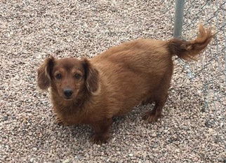 Dachshund Dogs for adoption in Georgetown, CO, USA