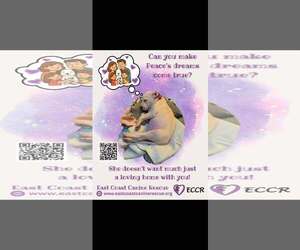 Staffordshire Bull Terrier-Unknown Mix Dogs for adoption in pomfret, CT, USA