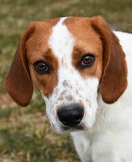 Medium Photo #1 English Foxhound Puppy For Sale in Nashville, IN, USA