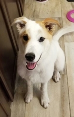 Golden Pyrenees Dogs for adoption in Forest Lake, MN, USA