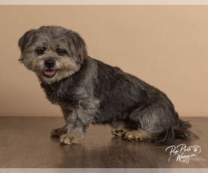 Lhasa Apso-Unknown Mix Dogs for adoption in Claremore, OK, USA