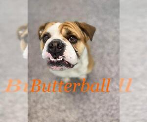 Bulldog Dogs for adoption in Kendallville, IN, USA