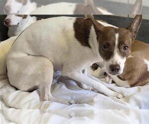 Mutt Dogs for adoption in San Antonio, TX, USA
