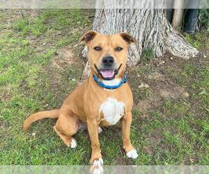Labrador Retriever-Unknown Mix Dogs for adoption in Waco, TX, USA