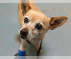 Chihuahua Dogs for adoption in Denver, CO, USA