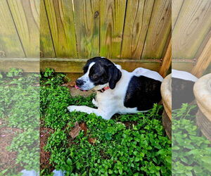 Boglen Terrier Dogs for adoption in Rustburg, VA, USA