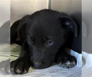 Labrador Retriever-Unknown Mix Dogs for adoption in Visalia, CA, USA