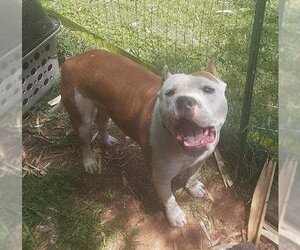 American Pit Bull Terrier Dogs for adoption in Candler, NC, USA