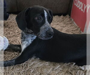 Mutt Dogs for adoption in Minneapolis, MN, USA