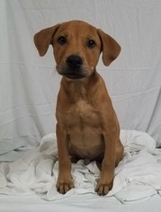 Boxador Dogs for adoption in Chicago, IL, USA