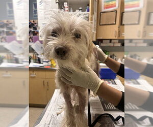 Mutt Dogs for adoption in Riverside, CA, USA