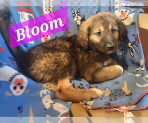 German Shepherd Dog-Huskies Mix Dogs for adoption in Iroquois, IL, USA