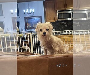 Maltese Dogs for adoption in San Diego , CA, USA