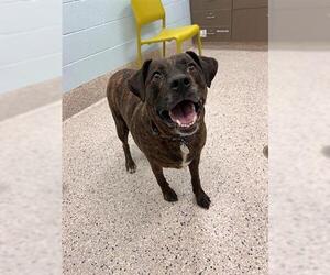 German Shepherd Dog-Unknown Mix Dogs for adoption in Brighton, CO, USA