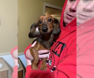 Dachshund Dogs for adoption in Winder, GA, USA